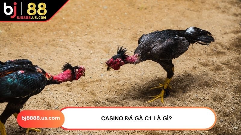 Casino đá gà C1 là gì?