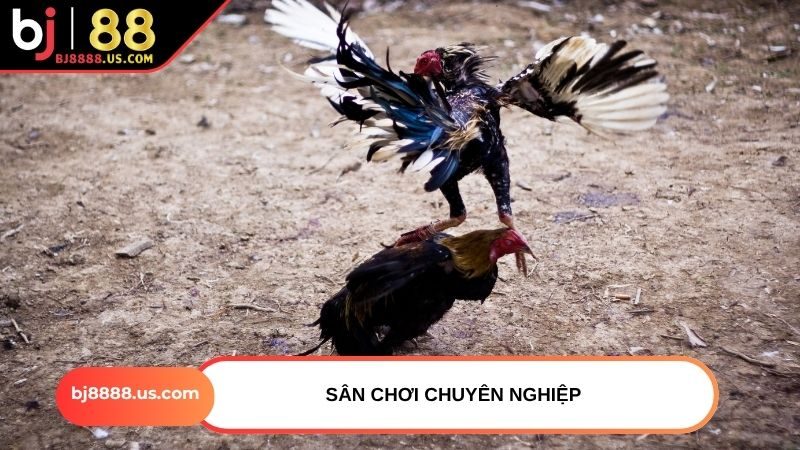Sân chơi chuyên nghiệp