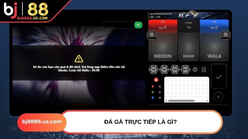 Đá gà trực tiếp là gì?