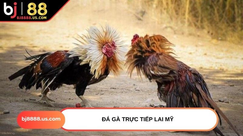 Đá gà trực tiếp lai Mỹ