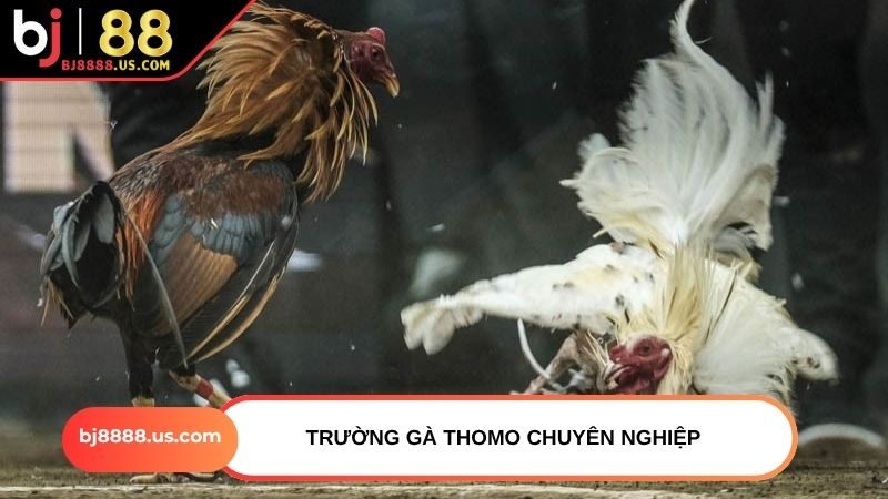 Trường gà Thomo chuyên nghiệp
