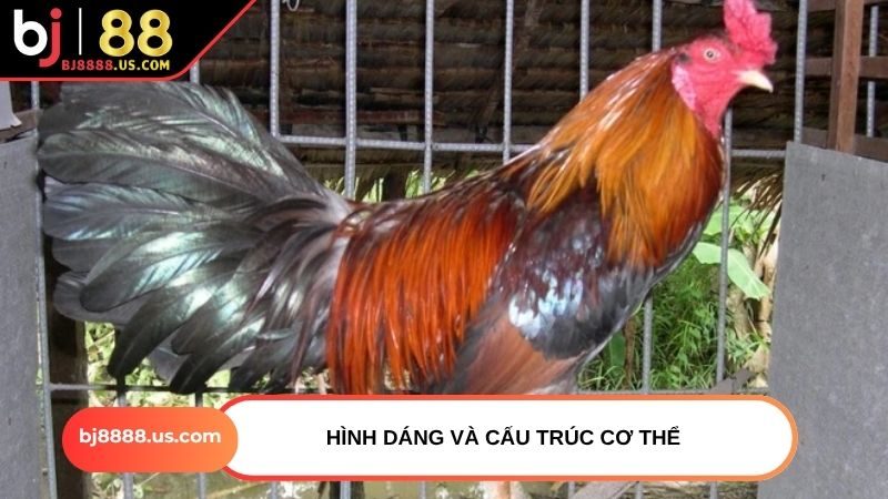 Hình dáng và cấu trúc cơ thể