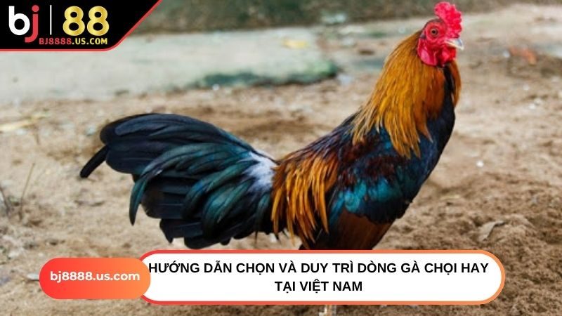 Hướng dẫn chọn và duy trì dòng gà chọi hay tại Việt Nam