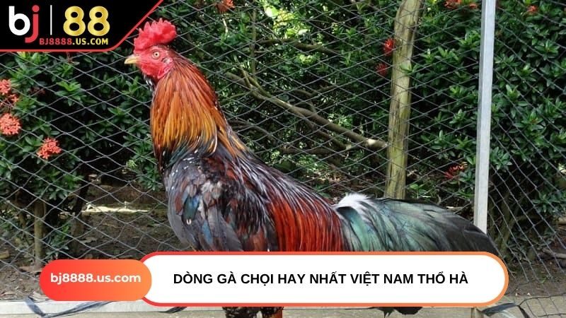 Dòng gà chọi hay nhất Việt Nam Thổ Hà
