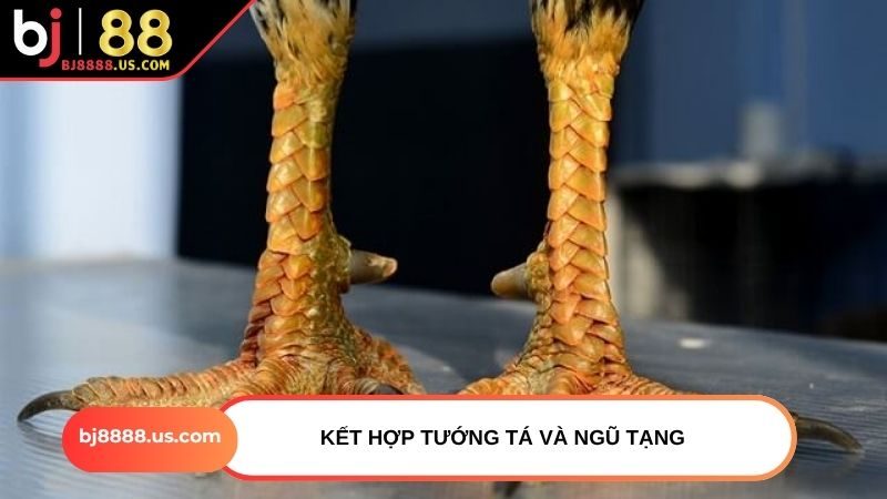 Kết hợp tướng tá và ngũ tạng