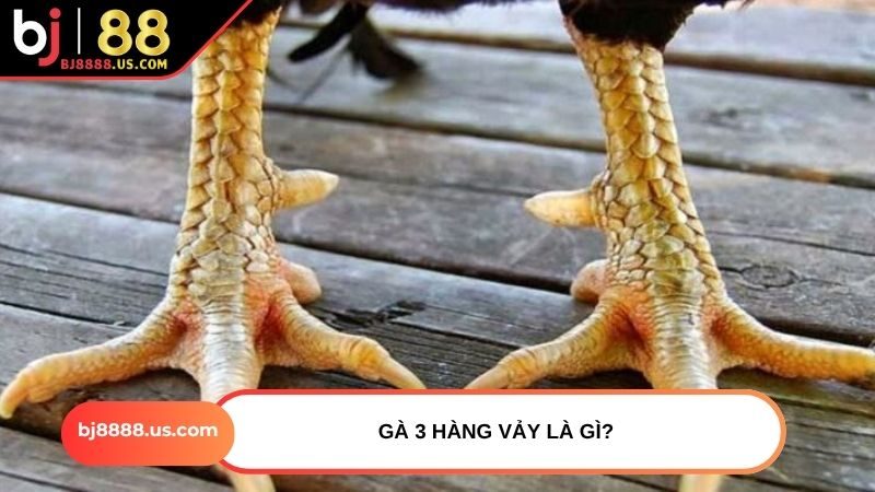 Gà 3 hàng vảy là gì?