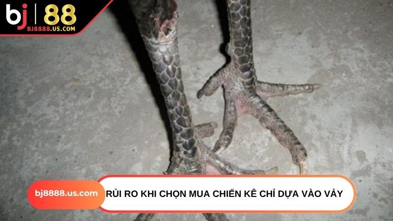 Rủi ro khi chọn mua chiến kê chỉ dựa vào vảy