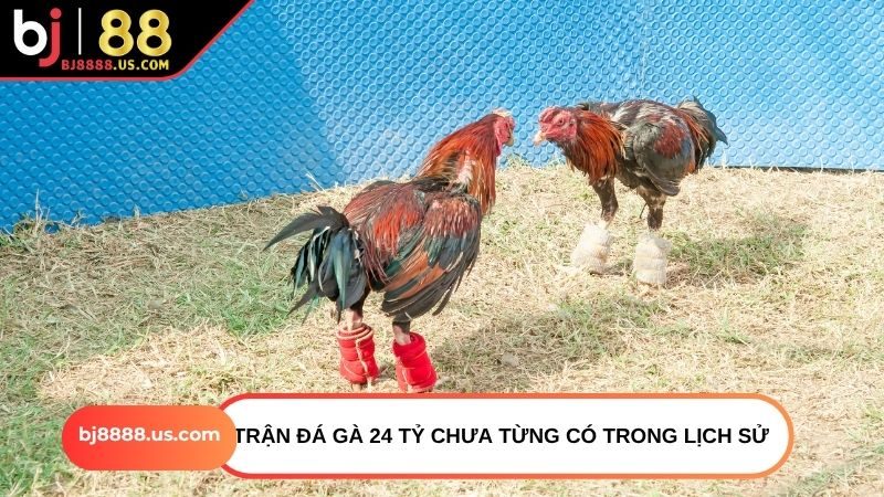 Trận đá gà 24 tỷ chưa từng có trong lịch sử