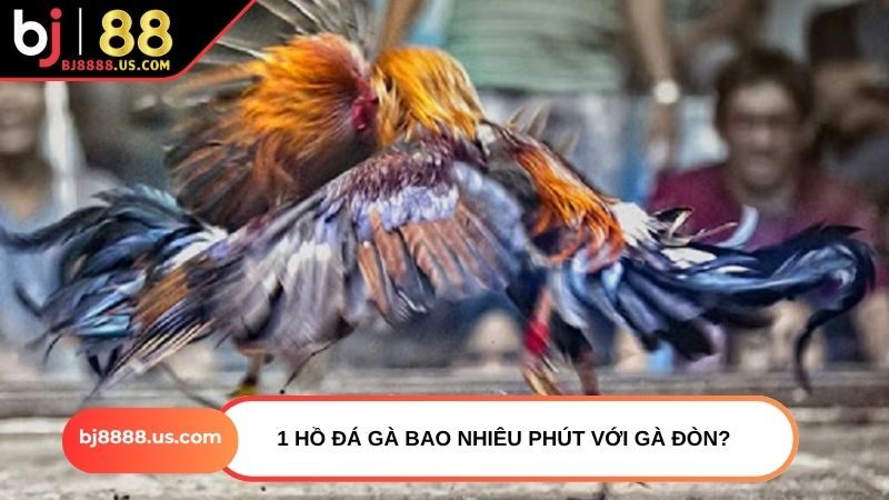 1 hồ đá gà bao nhiêu phút với gà đòn?