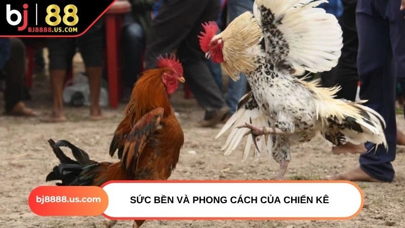 Sức bền và phong cách của chiến kê
