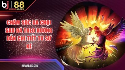 Chăm Sóc Gà Chọi Sau Đá Theo Hướng Dẫn Chi Tiết Từ Sư Kê