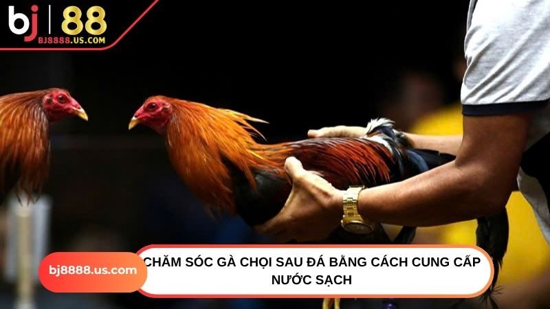 Chăm sóc gà chọi sau đá bằng cách cung cấp nước sạch
