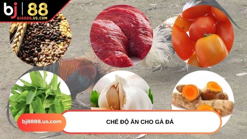 Chế độ ăn cho gà đá