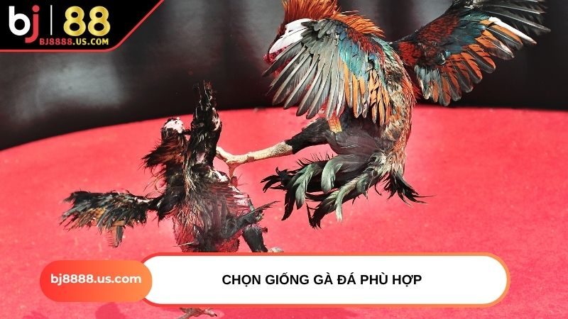 Chọn giống gà đá phù hợp