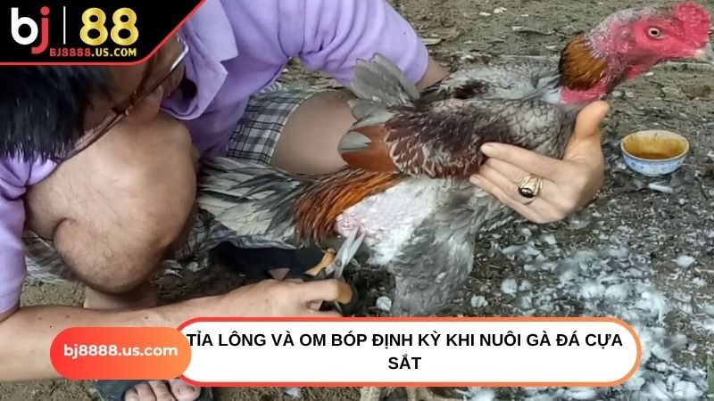 Tỉa lông và om bóp định kỳ khi nuôi gà đá cựa sắt