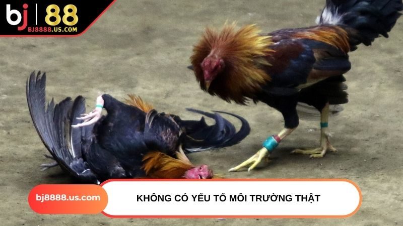 Không có yếu tố môi trường thật