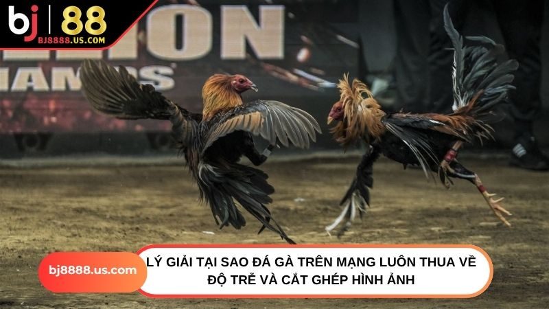 Lý giải tại sao đá gà trên mạng luôn thua về độ trễ và cắt ghép hình ảnh