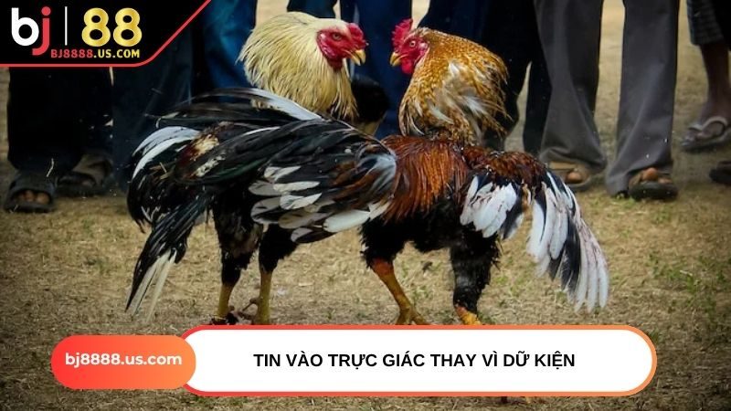 Tin vào trực giác thay vì dữ kiện