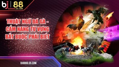 Thuật Ngữ Đá Gà - Cẩm Nang Từ Vựng Bắt Buộc Phải Biết