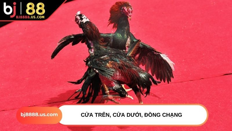 Cửa trên, cửa dưới, đồng chạng