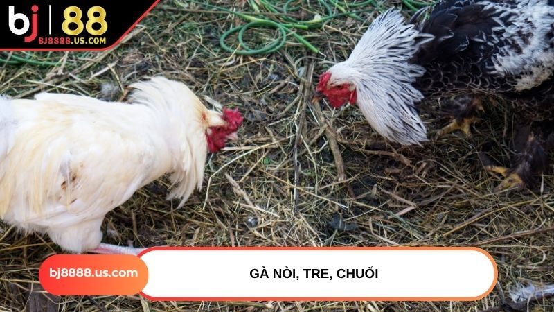 Gà nòi, tre, chuối