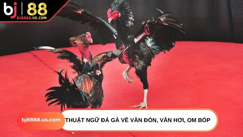 Thuật ngữ đá gà về vần đòn, vần hơi, om bóp